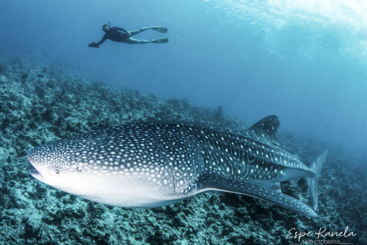 South Ari Dive Center Hotell Dhangethi Exteriör bild