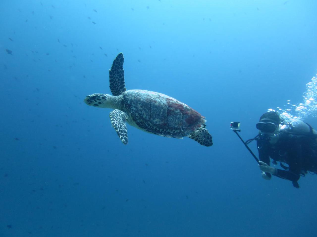 South Ari Dive Center Hotell Dhangethi Exteriör bild